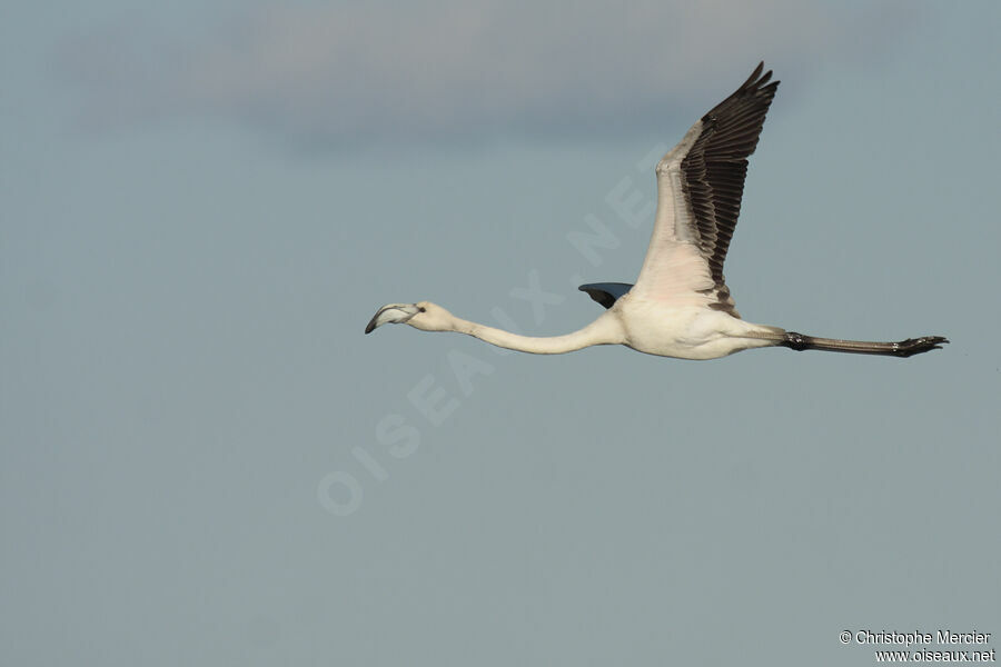 Flamant rose