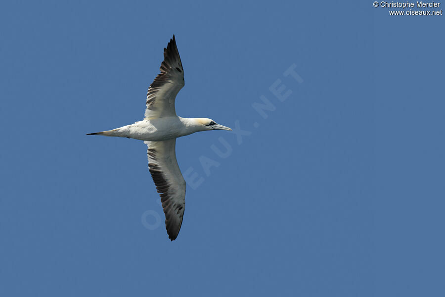 Northern Gannet
