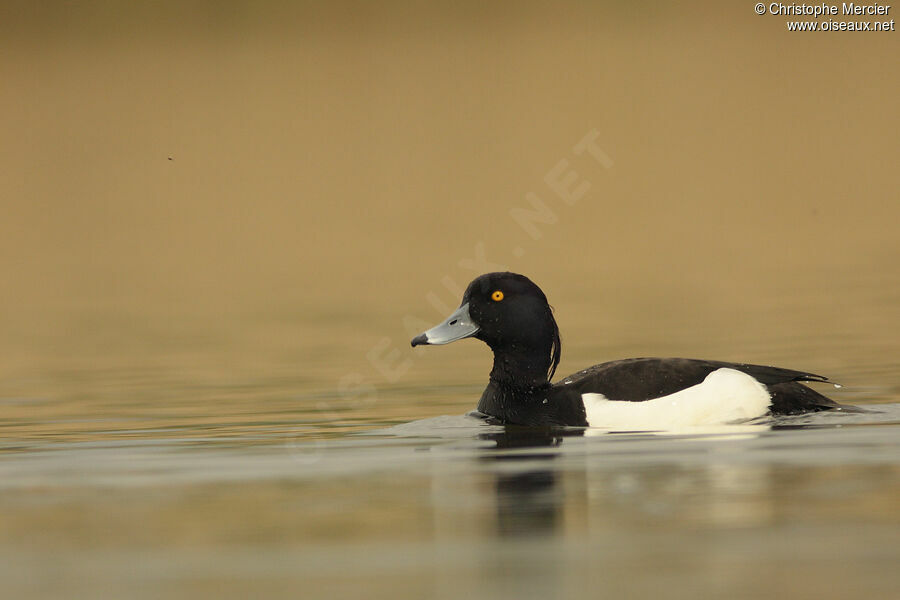 Tufted Duck