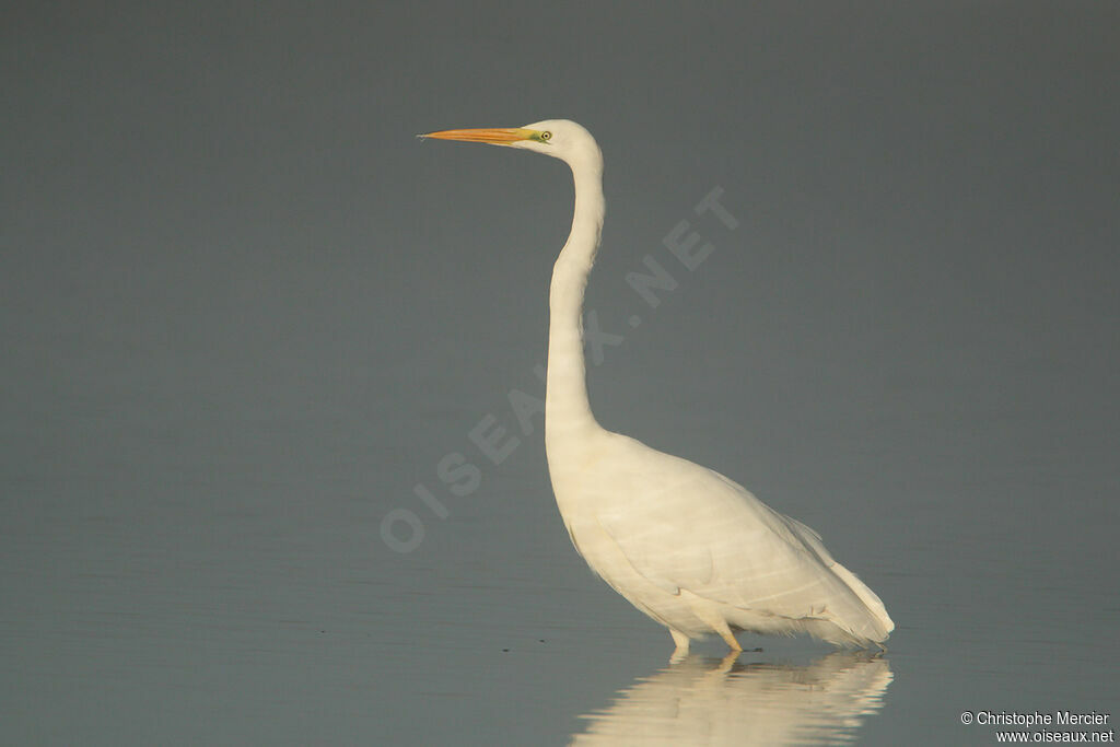 Grande Aigrette