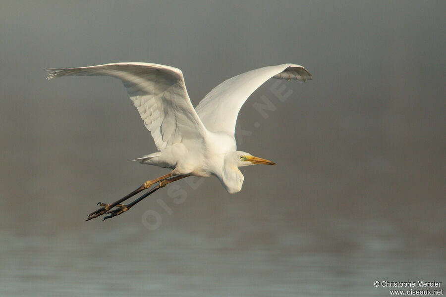 Great Egret