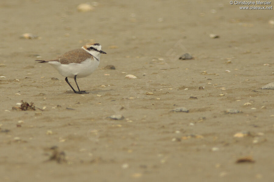 Kentish Plover