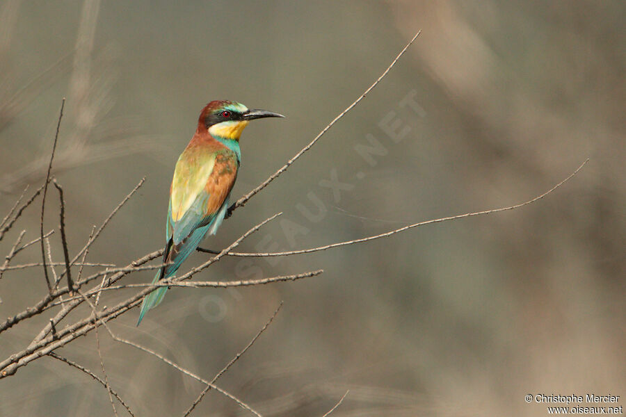 European Bee-eater