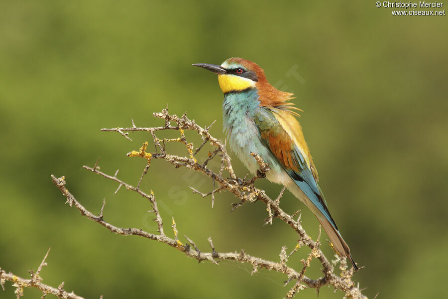 European Bee-eater