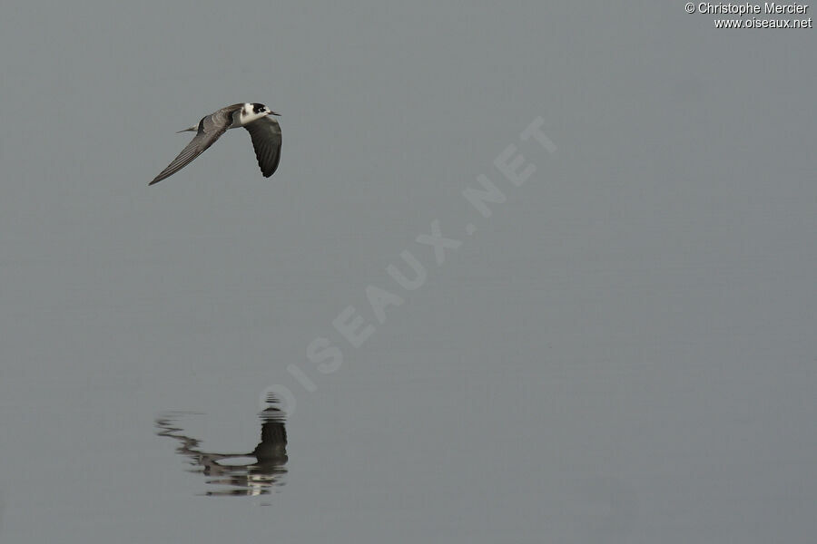 Black Tern