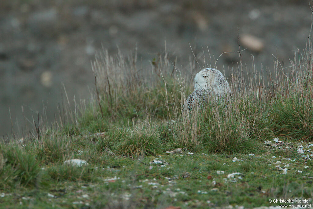 Harfang des neiges