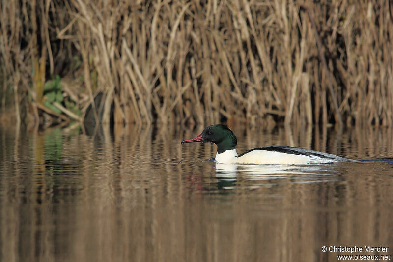 Common Merganser