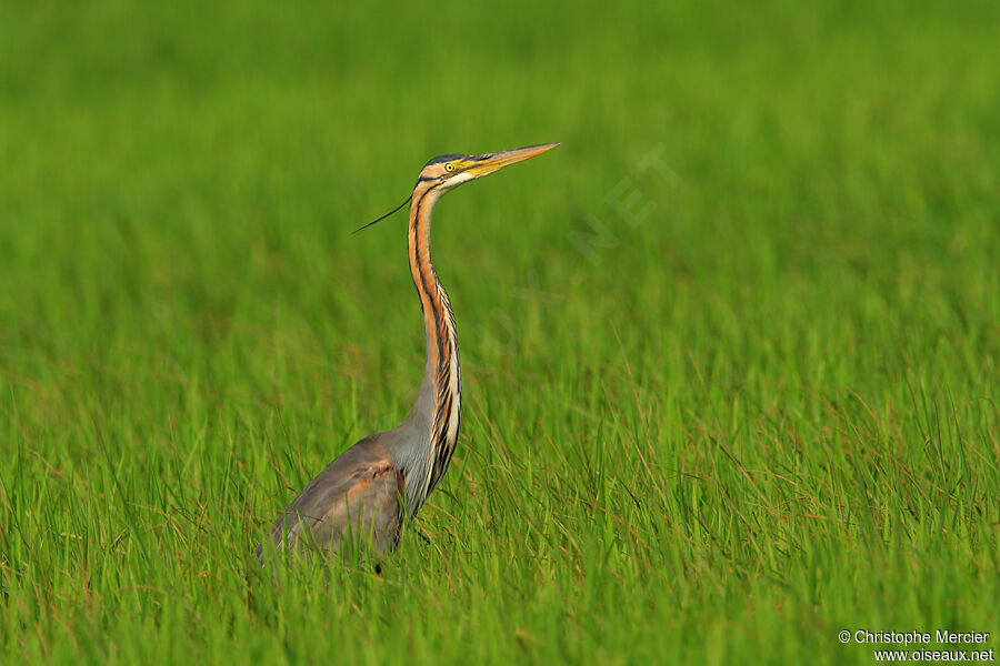 Purple Heron
