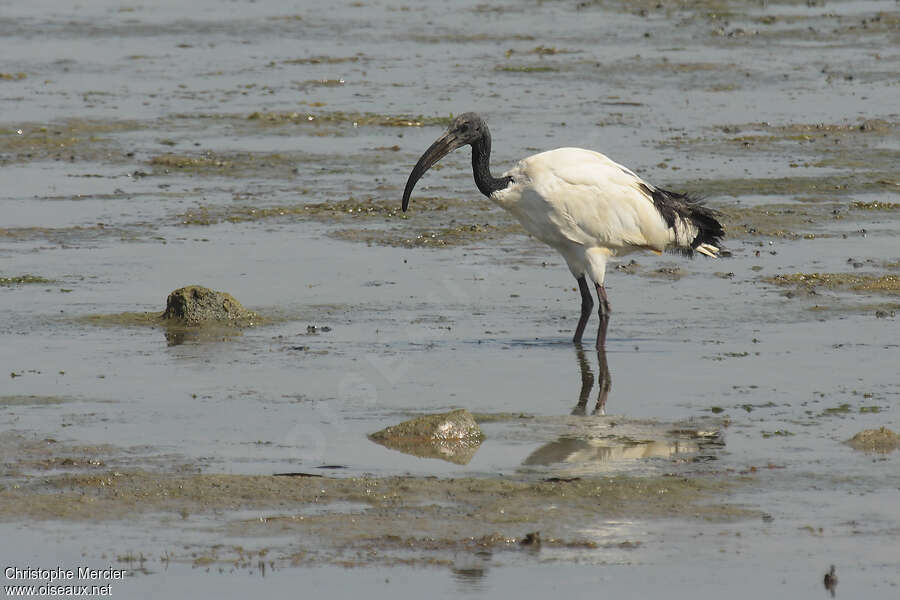Ibis sacréadulte, identification
