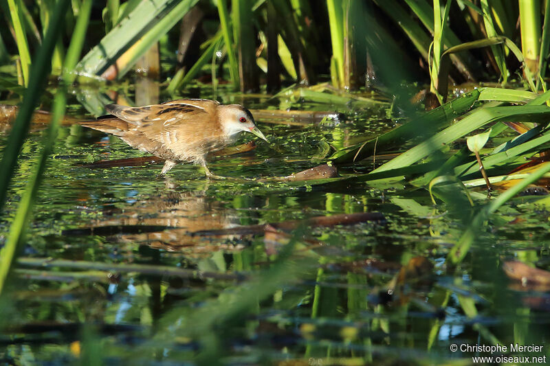Little Crake