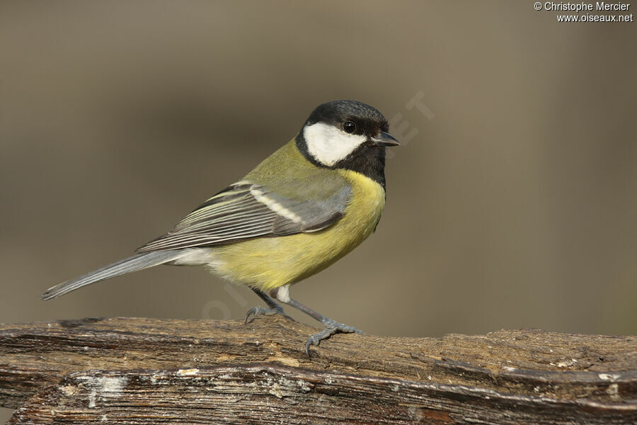 Great Tit