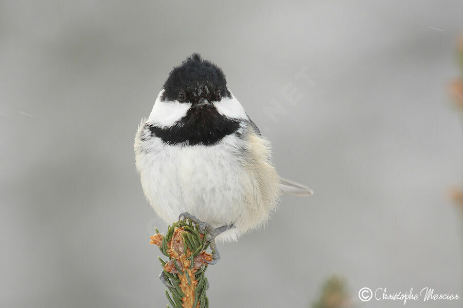 Coal Tit