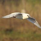 Mouette blanche