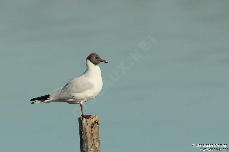 Black-headed Gull
