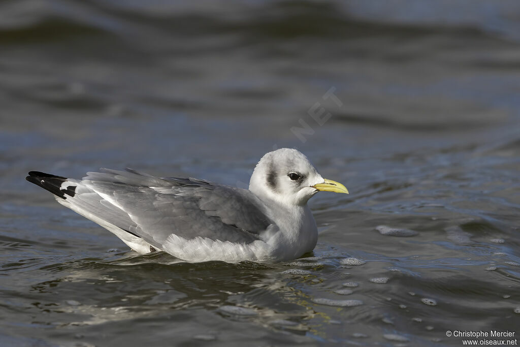 Black-legged Kittiwake