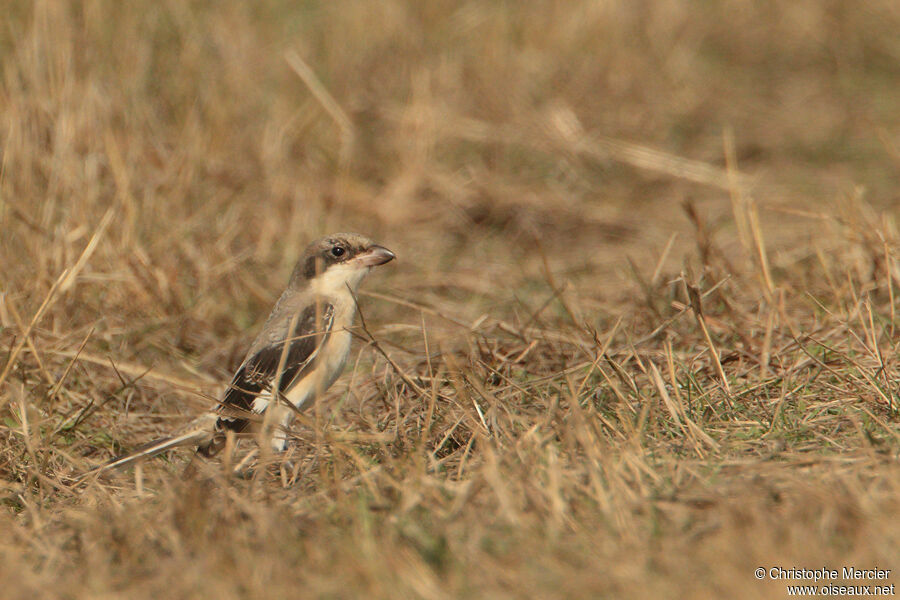 Lesser Grey Shrike