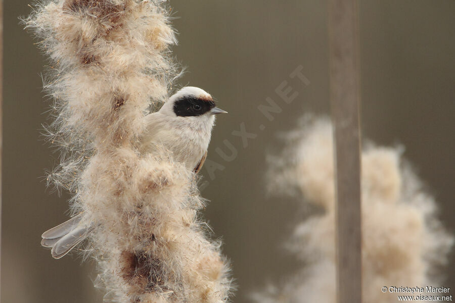 Eurasian Penduline Tit