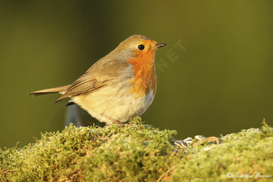 European Robin