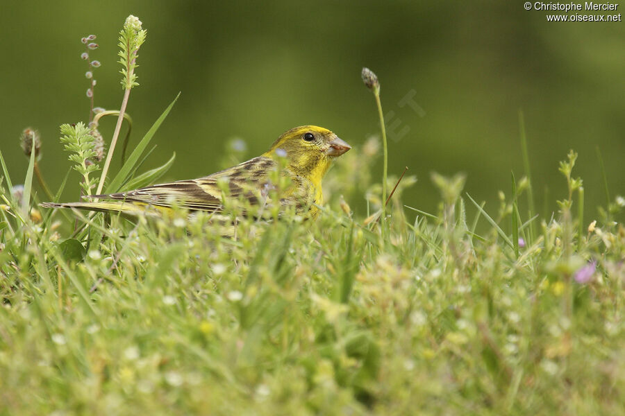 Serin cini