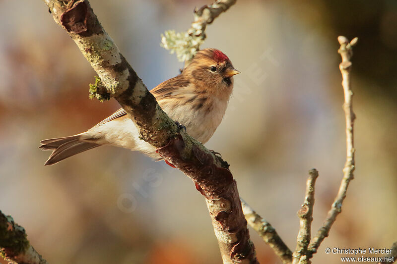 Redpoll