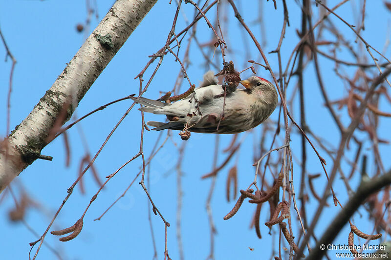 Redpoll