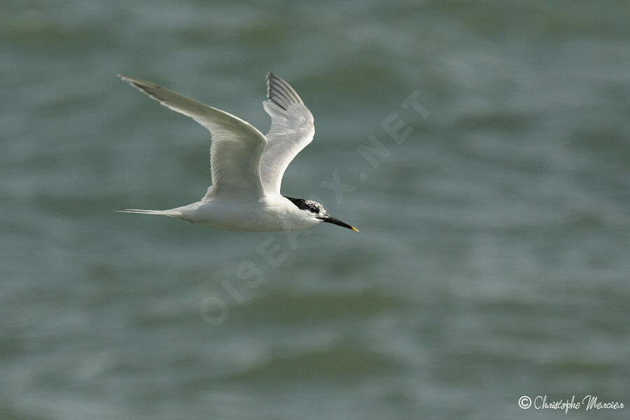 Sandwich Tern