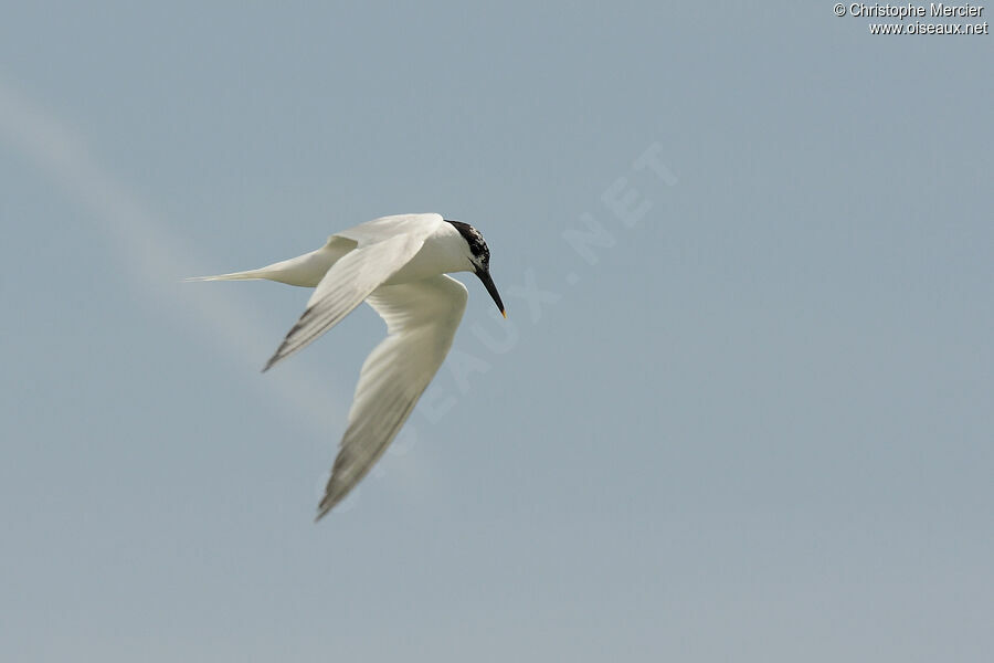 Sandwich Tern