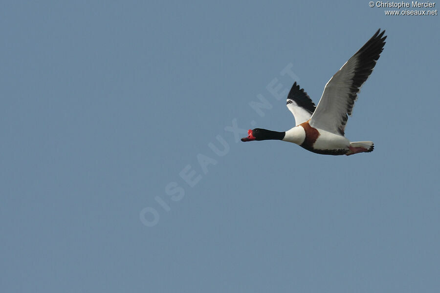 Common Shelduck