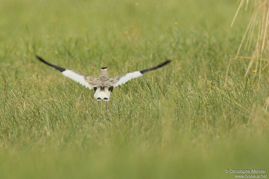 Sociable Lapwing