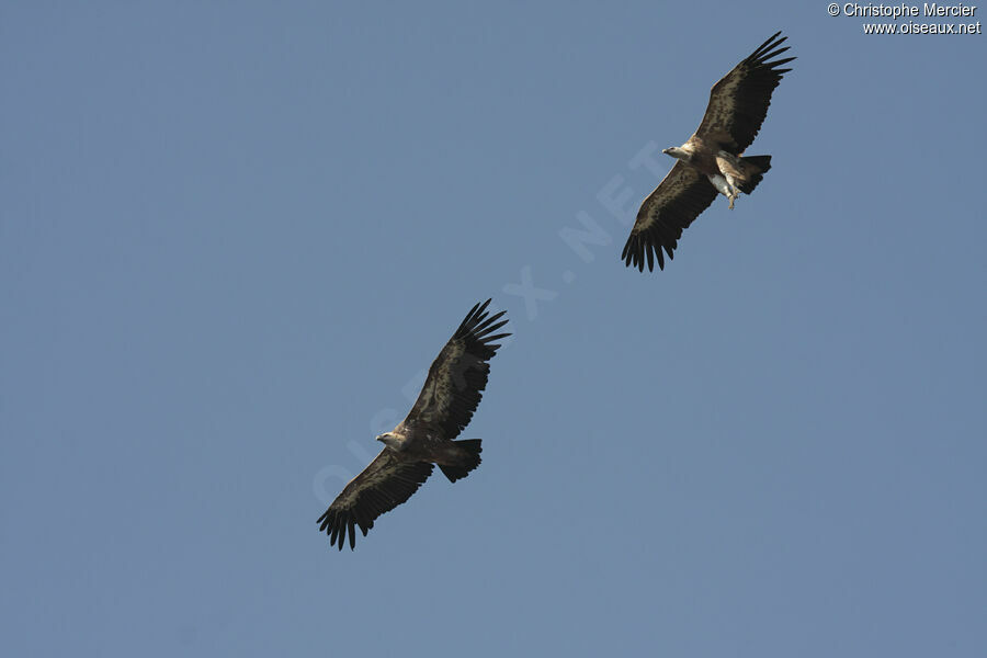 Griffon Vulture