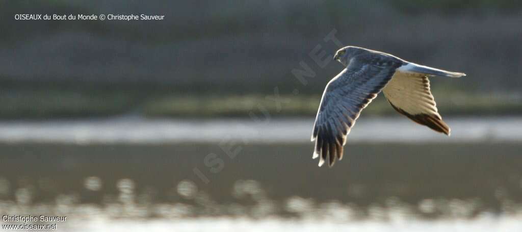 Northern Harrier male adult, Flight