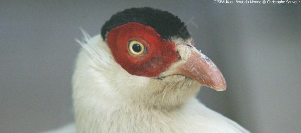 White Eared Pheasant