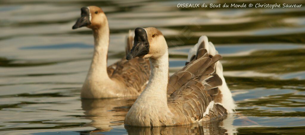 Swan Goose