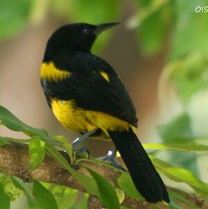 Oriole d'Hispaniola