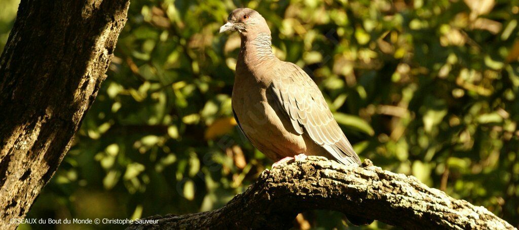 Picazuro Pigeon