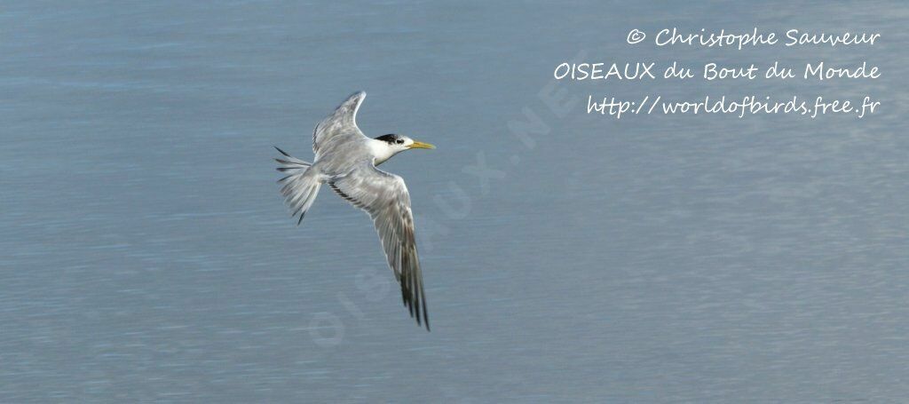 Greater Crested Tern, Flight