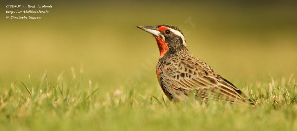 Long-tailed Meadowlark, identification