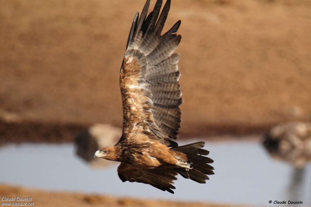 Aigle ravisseur, Vol