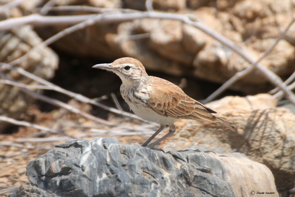 Benguela Long-billed Lark