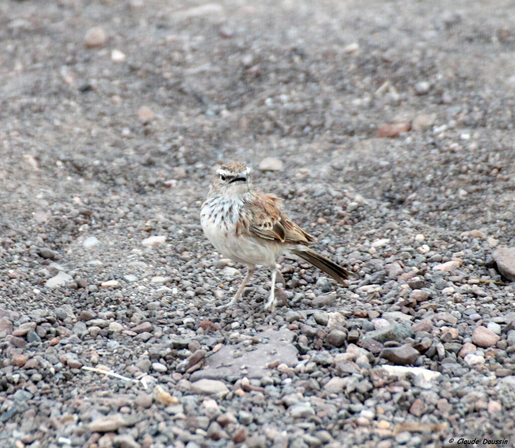 Benguela Long-billed Lark