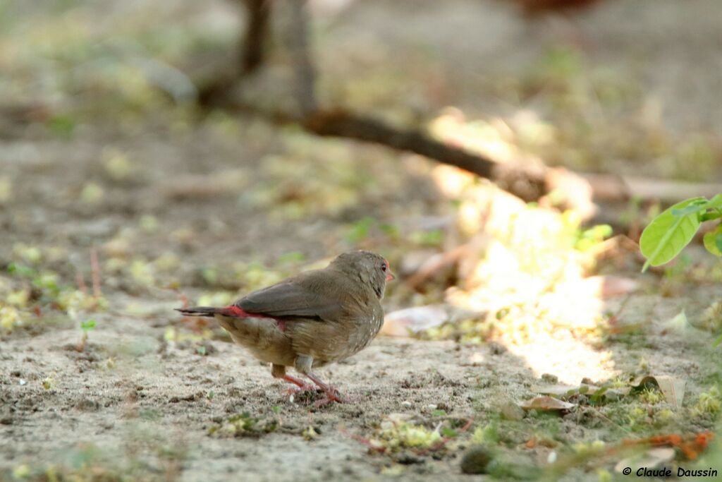 Red-billed Firefinch