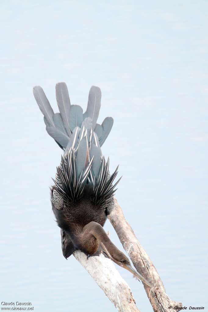 African Darteradult, aspect, pigmentation