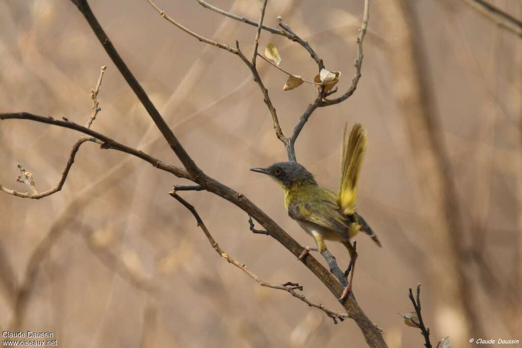 Apalis à gorge jaune mâle adulte, habitat, parade