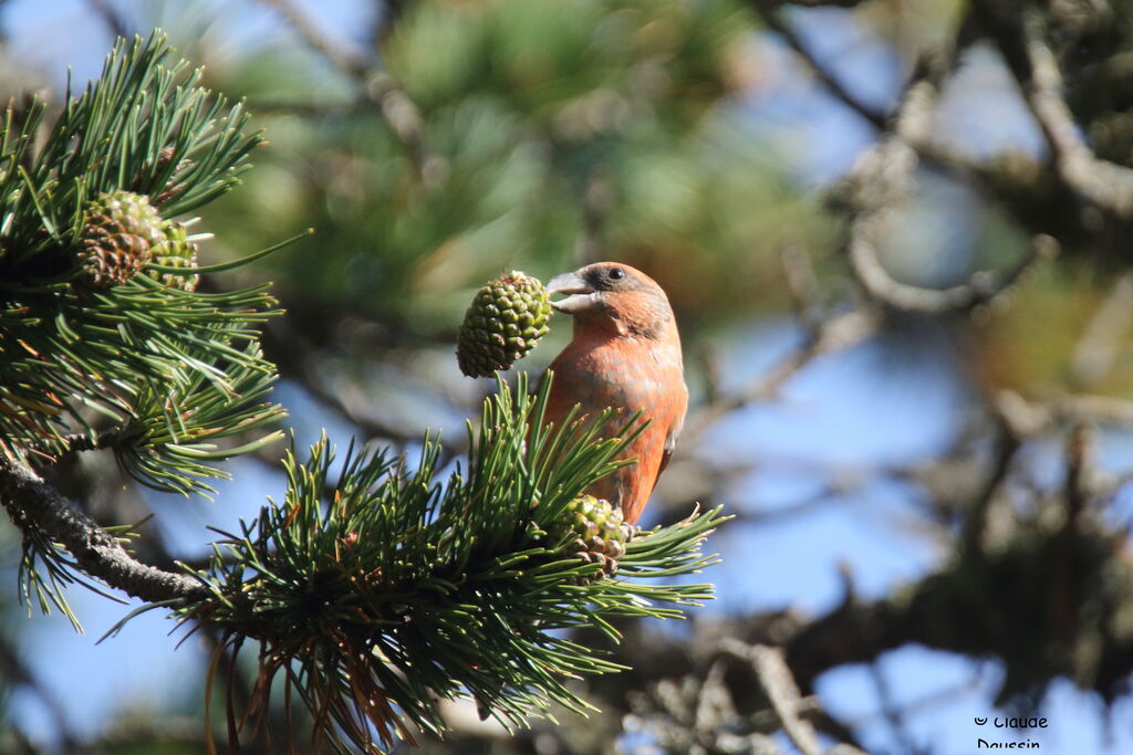 Bec-croisé des sapins mâle, mange