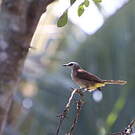 Bulbul goiavier
