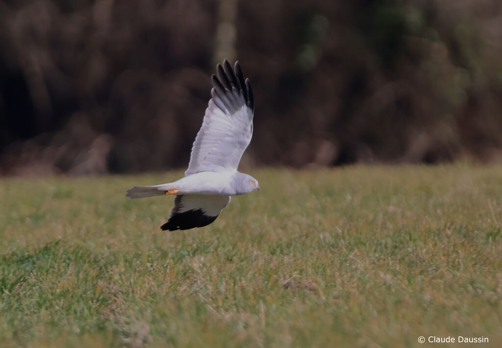 Hen Harrier male adult breeding, Flight, fishing/hunting