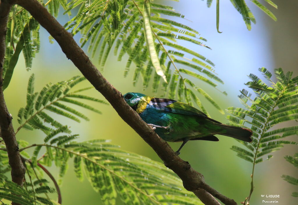 Calliste à tête verte