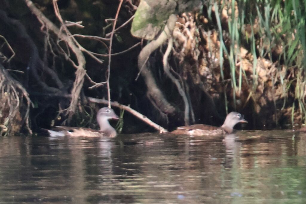 Canard carolin - Canard branchu<br /> femelle, nage