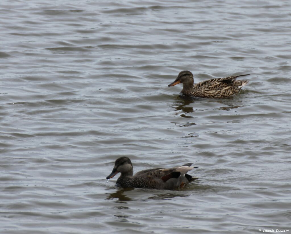 Canard chipeau