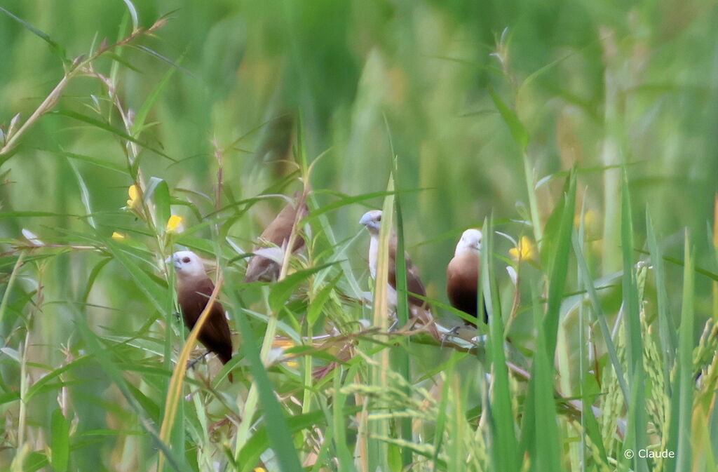 White-headed Munia